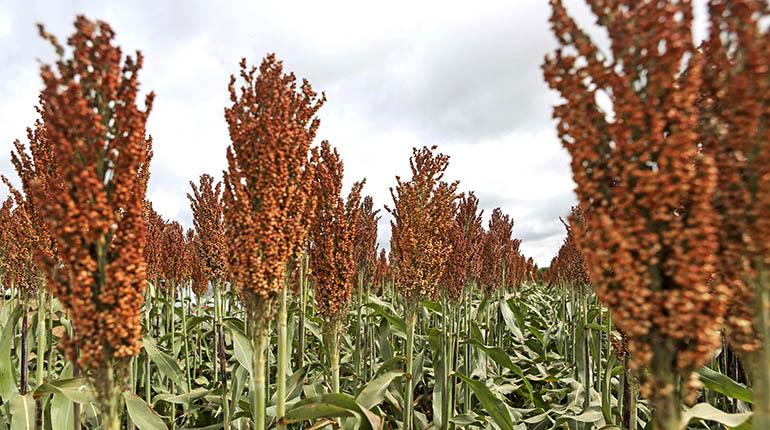 <div style='display:none'>Clipping Digital | Gabriel Abusada James Venezuela//</div> El sorgo, con fama de adaptarse al cambio climático, sufre por la sequía