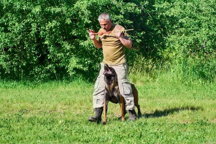 Qual é o novo livro do especialista canino José Carlos Grimberg Blum sobre a psicologia do treinamento positivo de cães?