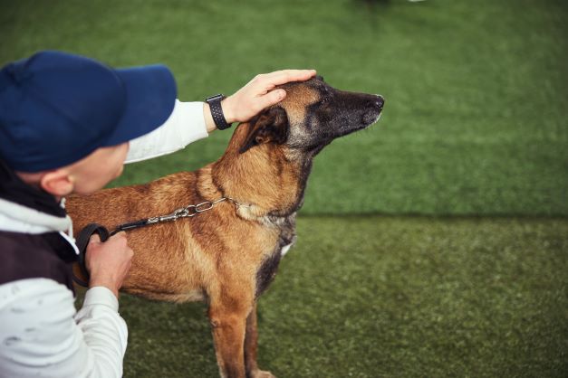 EMPRESARIO JOSE CARLOS GRIMBERG BLUM: LOS PERROS SE DISCULPAN Y PIDEN PERDON?